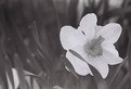 Picture Title - b&w flower