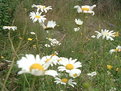 Picture Title - Acadia Daisies