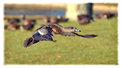 Picture Title - Fast Duck 3