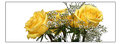 Picture Title - Yellow Roses