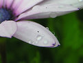 Picture Title - Daisy in the rain