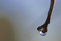 Picture Title - Drip