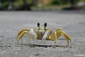 Picture Title - The Crab