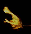 Picture Title - Mapleleaf (Gold)