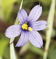 Picture Title - Blue-eyed Grass 1