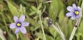 Picture Title - Blue-eyed Grass 2