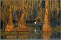 Picture Title - COLORS OF THE SWAMP