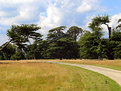 Picture Title - Trees of all shapes and sizes