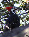 Picture Title - Woody Woodpecker