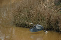 Picture Title - Blue Heron Take Off