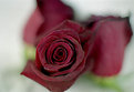 Picture Title - Wedding Rose.