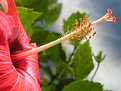 Picture Title - Beach's Flower - Flor de Praia