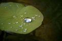 Picture Title - Droplets