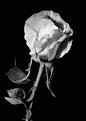 Picture Title - Rose 1