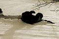 Picture Title - Snow crawl