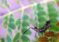 Picture Title - Bug walker