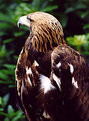 Picture Title - Golden eagle