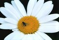 Picture Title - Daisy fly