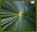 Picture Title - PinWheel Palm