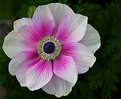 Picture Title - White Anemone.