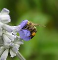 Picture Title - Deep In Pollen