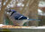 BlueJay2 for Harry