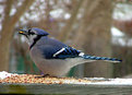 Picture Title - BlueJay2 for Harry