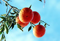 Picture Title - Oranges