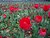 sea of beauty 