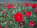 Picture Title - sea of beauty 