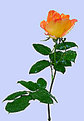 Picture Title - A little rose for you!