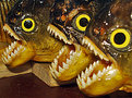 Picture Title - Piranhas attack!!