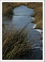 Picture Title - Frozen Reeds