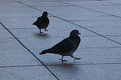Picture Title - Pigeon goose walk