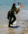 Picture Title - Pelican Pete