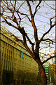 Picture Title - Tree in the Street