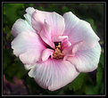 Picture Title - Pink & White Althea in Bright Morning Sun