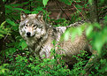 Picture Title - wolf portrait #2