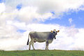 Picture Title - Cow on the sky