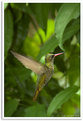 Picture Title - Ahh, the Hummingbird