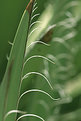 Picture Title - Yucca Feathers