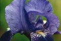 Picture Title - arches of iris