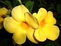 Picture Title - yellow hibiscus