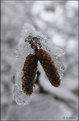 Picture Title - Winter 11