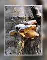Picture Title - Winter Mushroom