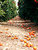 Orange Path