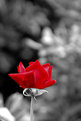 Picture Title - A flower to Auschwitz...