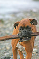 Picture Title - ITS A STICK II