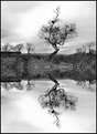 Picture Title - mono reflections