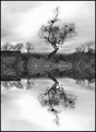 mono reflections